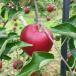 fu.... tax . slope city Nagano prefecture . slope city production apple [ autumn .] approximately 10kg