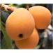 fu.... tax ... . block ..... loquat approximately 1kg