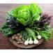 fu.... налог . юг город Dvege. осенний овощи комплект 
