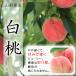 fu.... tax Nakayama block . peace 6 year production preceding acceptance Yamagata prefecture Nakayama block production white peach 3kg goods kind incidental softly become peach .. attaching river middle island white peach other 
