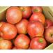 fu.... tax Yamagata prefecture [. peace 6 year production preceding acceptance ] Yamagata prefecture production apple *. home use [ sun ..] with translation approximately 10kg