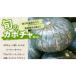 fu.... tax higashi river block [9 month last third shipping ].. .. length vegetable [ pumpkin set ][0065-004]