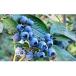 fu.... tax . tree block &lt;. tree farm &gt; Hokkaido . tree block production freezing blueberry approximately 1kg[No.5613-0060]