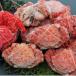fu.... налог корень . город [ Hokkaido корень . производство ]kligani12~14 хвост (2.5kg передний и задний (до и после) ), цветок .ganiA-57044