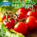 fu.... tax country higashi city Rico pin enough! country higashi production mini tomatoes 3kg_0260N