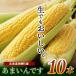fu.... налог юг тент блок . мир 8 год отправка Hokkaido производство кукуруза ..... 10шт.@/ утро .. самый .