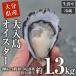 fu.... tax .. city genuine gaki large go in island oyster < raw meal possible * single si-do..> ( approximately 1.3kg)