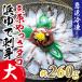 fu.... налог Mihara город Mihara ... осьминог ... sashimi ( большой ) примерно 260g[031-004]