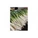 fu.... налог .. город <11 месяц сверху .~4 месяц последняя декада отправка предположительно > белый лук порей (3kg)