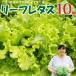 fu.... налог Sagawa блок < Sagawa блок производство leaf lettuce 10 пакет > запад . сельское хозяйство .