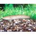 laigyo Thai one dojou4cm передний и задний (до и после) 
