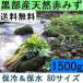 1[ бесплатная доставка ]( Kanto Tokai Kinki Hokuriku Shinetsu ) чёрный часть производство [ futoshi .. длинный ] натуральный красный ..miz80 размер 1.5kg