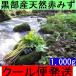 [ Kanto Koshinetsu бесплатная доставка ] прохладный рейс отправка название вода. . чёрный часть натуральный красный miz..kata - uwabami.1,000g