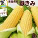  corn only .. Aomori prefecture production ...8ps.@ total approximately 2,8kg preeminence M*L size 8 month middle . about from shipping including carriage 