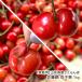 [ для бытового использования ] Yamagata префектура производство вишня Sato ....1kg/ Toda сельское хозяйство ./ отсроченный платеж расчет не возможно / бесплатная доставка 