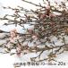  Yamagata префектура производство .. Sakura 70~80cm 20шт.@*.... состояние . доставляем /Organic Style/ бесплатная доставка 