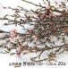  Yamagata префектура производство .. Sakura 100~120cm 20шт.@*.... состояние . доставляем /Organic Style/ бесплатная доставка 