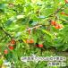  Yamagata префектура производство вишня Sato .... смешивание 1kg(500g×2 упаковка )/ каштан . фруктовое дерево ./ отсроченный платеж расчет не возможно / бесплатная доставка 