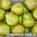[ для бытового использования ] Yamagata префектура производство la* Франция 3kg(8~12 шар )/.... играть запад . фруктовое дерево ./ бесплатная доставка 