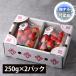 [. делать специальный продукт ]MIGAKI-ICHIGO| Miyagi префектура производство клубника migaki клубника постоянный (250g×2 упаковка )[4 месяц ~5 месяц отгрузка ]