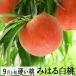  fruit peach hard peach . is . white peach 2.5kg 6~9 sphere beautiful . white peach free shipping 9 month delivery Yamagata prefecture production production person direct delivery other commodity . including in a package un- possible 