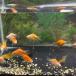  шар скумбиря новый .( примерно 4-5cm) 5 шт 