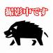[ бесплатная доставка ][ длина .jibie] Shimonoseki производство [inosisi мясо ] филе мясо блок 1kg[ Yamaguchi префектура ]* доставка отдельно, Tohoku 500 иен, Hokkaido 1000 иен, Okinawa, отдаленный остров отправка . не *