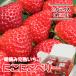  strawberry .. Miyagi mountain origin strawberry agriculture ..... Berry 250g×2 pack 