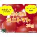  Kyushu производство мини помидоры 3kg