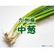  средний .1 пачка Kyushu производство 100g