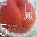  предварительный заказ товар Yamanashi. прекрасный тест .. персик белый .5kg 13-18 штук входит ( сельское хозяйство дом производство прямой )( подарок )(. средний изначальный )( персик )( Yamanashi префектура )( фрукты )