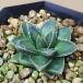  суккулентное растение агава .... снег B type 2.5 номер pot рассада 
