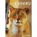  photograph library cat lion 