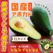 [2023 yearly amount acceptance ended ] width mountain fruit tree .. [. hatchet Princess ( domestic production avocado )][2L size 1 sphere approximately 350g]