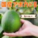 [2024 годовой объем прием окончен ] ширина гора фруктовое дерево .. [ka - Roo ( местного производства авокадо )1 шар ] подарок в коробке 