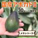 [2023 yearly amount acceptance ended ] width mountain fruit tree .. [ Mexico -la( domestic production avocado ) small size 2 sphere ] gift boxed 