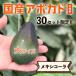 [2024 годовой объем прием окончен ] ширина гора фруктовое дерево .. [ Mexico -la( местного производства авокадо ) большой размер 2 шар ] подарок в коробке 
