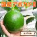[2024 годовой объем прием окончен ] ширина гора фруктовое дерево .. [ Lead ( местного производства авокадо ) маленький размер 1 шар ]