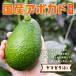 [2023 yearly amount is ended ] width mountain fruit tree .. [yama rattling ( domestic production avocado ) small size 1 sphere ]