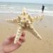  натуральный сухой hitote Star Fish украшение тропический пляж Thema интерьер 17- 18cm bread star