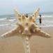  натуральный сухой hitote Star Fish украшение тропический пляж Thema интерьер 19- 20cm bread star