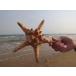  натуральный сухой hitote Star Fish украшение тропический пляж Thema интерьер 22- 23cm bread star