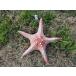  натуральный сухой hitote Star Fish украшение тропический пляж Thema интерьер пейзаж установка 2- 24-25cm King