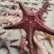  натуральный сухой hitote Star Fish украшение тропический пляж Thema интерьер пейзаж установка 2- 30-32cm King