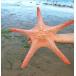  натуральный сухой hitote Star Fish украшение тропический пляж Thema интерьер пейзаж установка 2- 36-37cm King