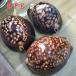  Takara gai раковина золотой kau Lee карта kau Lee белый кролик kau Lee Tortoise 8to9cm1pcs