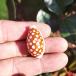  Takara gai раковина золотой kau Lee карта kau Lee белый кролик kau Lee Hualu cowrie 2cm