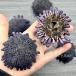  шлем морской еж раковина 6~9cm натуральный материалы интерьер украшение для коллекций 