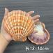 белый k Ram ракушка (Pecten spp.) гребешок раковина искусство Work окно для дисплея orange 13- 14cm