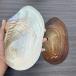 белый k Ram ракушка (Pecten spp.) гребешок раковина искусство Work Natural 18-24cm